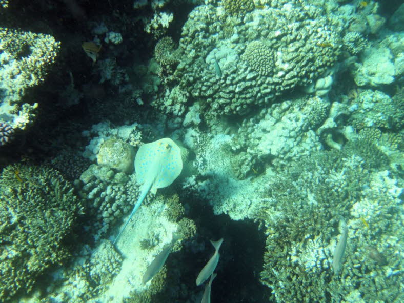 Kofferfische stellen eine Familie von kantig aussehenden Fischen dar, die zur Ordnung der Kugelfischverwandten gehren. Die Kugelfische sind Teil der Unterordnung Kugelfischhnliche und der Ordnung Kugelfischartige. Etwa 200 Arten zhlen zu den Kugelfisch