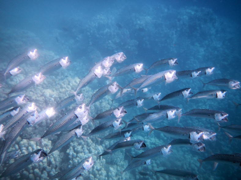 Die Indische Makrele bildet vor allem in geschtzten, planktonreichen Kstengewssern - Schwrme unterschiedlicher Gre bis in Tiefen von 70 m. Erwachsene ernhren sich von Makroplankton, hauptschlich Larven von Garnelen und Fischen, indem sie mit weit 