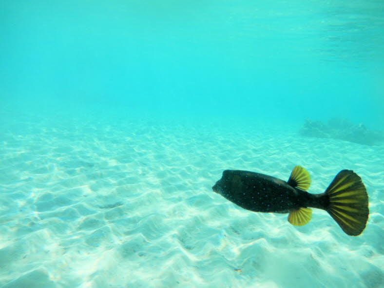 Der Gelbbraune Kofferfisch (Ostracion cubicus) ist im Roten Meer sowie im tropischen Indopazifik anzutreffen. Er zieht Lagunen und geschtzte Auenriffe in Tiefen von einem bis 35 Metern vor. Jungfische finden hufig Unterschlupf in stigen Acropora-Stein