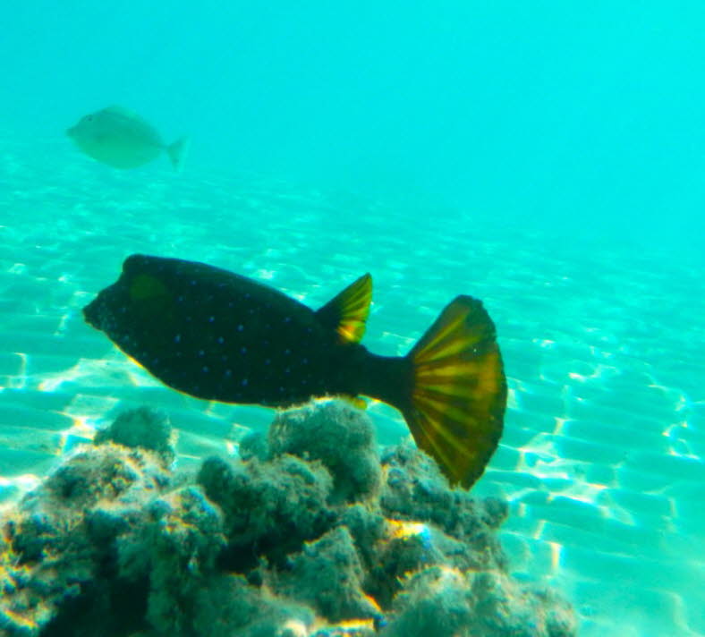 Der Gelbbraune Kofferfisch (Ostracion cubicus) ist im Roten Meer sowie im tropischen Indopazifik anzutreffen. Er zieht Lagunen und geschtzte Auenriffe in Tiefen von einem bis 35 Metern vor. Jungfische finden hufig Unterschlupf in stigen Acropora-Stein