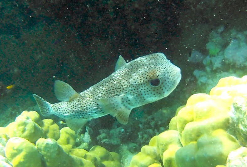 Der Gepunktete oder Gewhnliche Igelfisch (Diodon hystrix) gehrt zur Familie der Igelfische (Diodontidae). Der Fisch hat seinen Namen aufgrund seiner groen, krftigen Stacheln am Krper erhalten. In einer Gefahrenlage kann er sich aufblhen. Hierbei wir