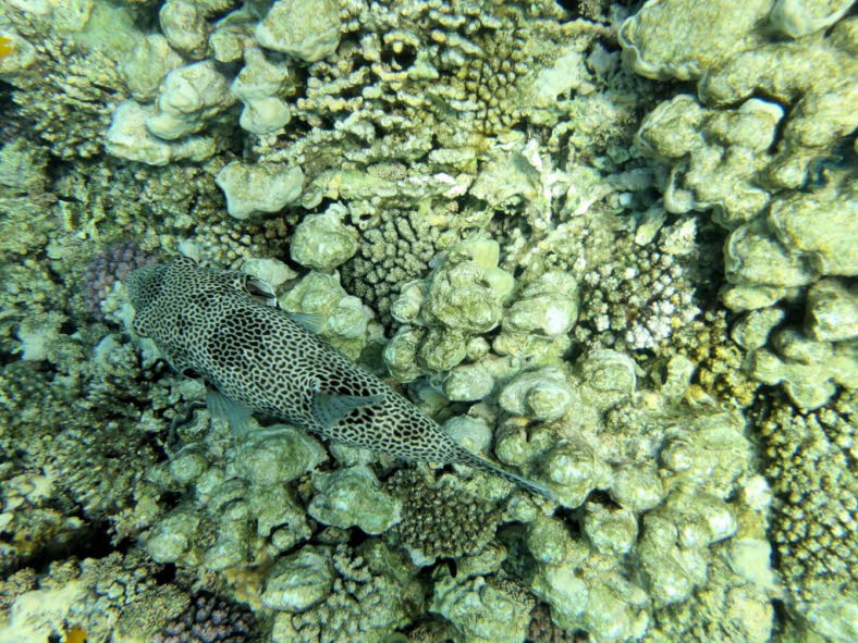 Der grte Kugelfisch ist der Riesenkugelfisch (Arothron stellatus), auch bekannt als Stern-Kugelfisch, der eine maximale Lnge von 1,20 Metern erreicht. Der Riesenkugelfisch kommt im Roten Meer und im Indopazifik vor, von Ost- und Sdafrika bis zum sdli