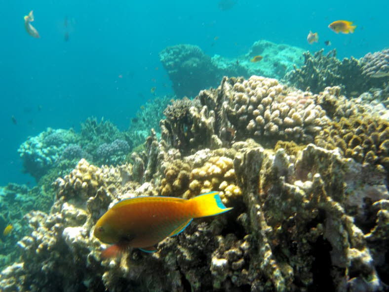 Rotmeerbuckelkopf-Papageifisch Red Sea Steephead ist eine Art von Meeresstrahlenflossenfischen aus der Familie der Scaridae. Er kommt hauptschlich im  Roten Meer vor. Rotmeerbuckelkopf-Papageifisch ist eine groe, nicht nher definierte Art, die eine Ges