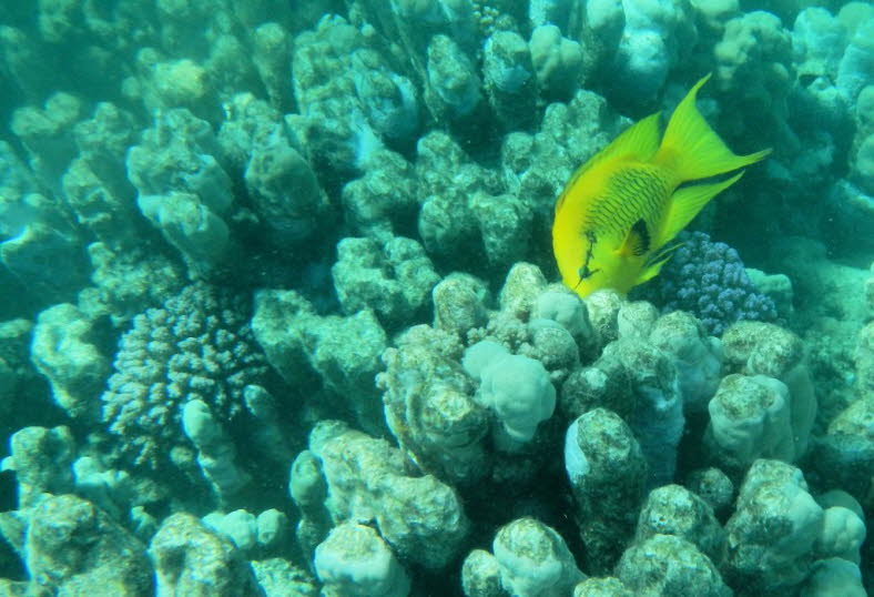 Stuelpmaul Lippfisch: Viele Fischarten haben seltsame und ungewhnliche Mundwerkzeuge entwickelt, um ihnen beim Fressen zu helfen, aber nur wenige, wenn berhaupt, sind so weit gekommen wie der Sling-Jaw-Lippfisch (Epibulus insidiator). Sobald Sie einen d