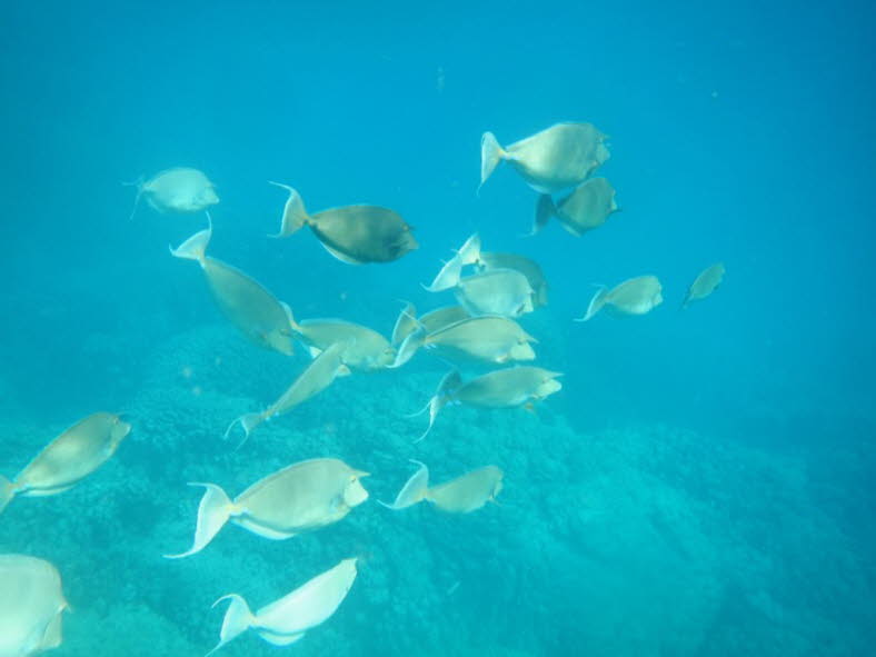 Weiband-Nashornfische