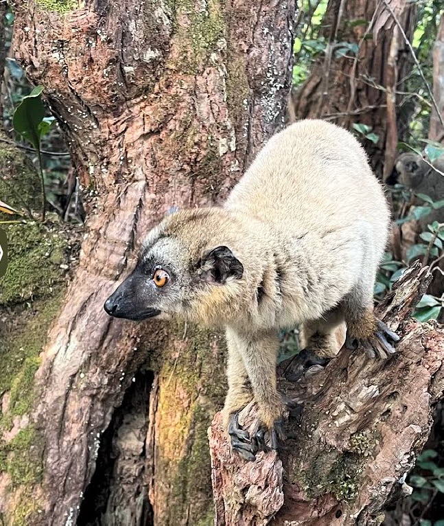 Brauner Maki: Der Braune Maki (Eulemur fulvus) gehrt zur Familie der Gewhnlichen Makis (Lemuridae) und zhlt zu den Primatenarten der Lemuren (Lemuridae). Heute werden der Sanford-Maki, der Rote Maki, der Rotstirnmaki, der Weikopfmaki, der Weikragenma