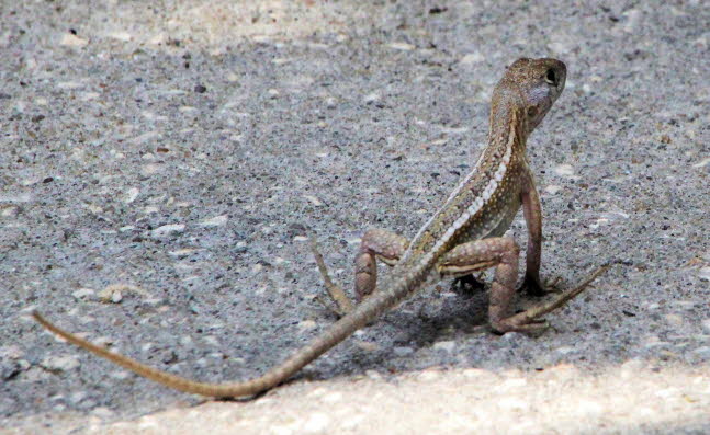 Chalarodon madagascariensis: Wenn man Leguan hrt, denkt man gewhnlich an die riesigen Krokodile, die wie Miniatur-Dinosaurier aussehen. Madagaskars Leguane sind zwar viel kleiner, aber dennoch genauso attraktiv, faszinierend und einzigartig. Bislang gib