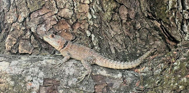  Madagaskar-Stachelschwanzleguan