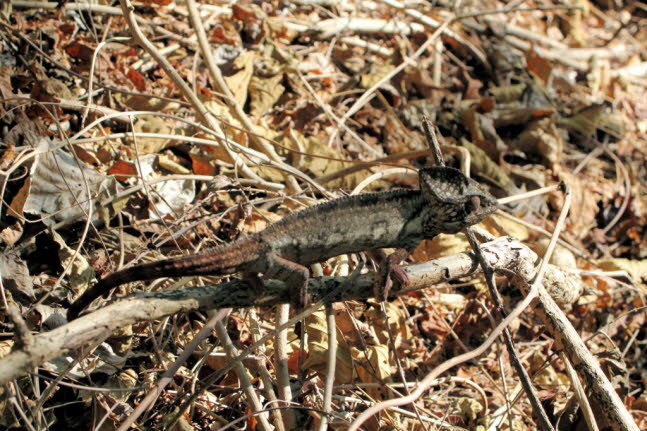 Riesenchamleon: Madagaskar ist die Heimat von etwa der Hlfte der etwa 150 Chamleonarten der Welt. Diese kleinen bis mittelgroen Reptilien sind fr ihre Fhigkeit bekannt, ihre Farbe dramatisch zu ndern. Entgegen der landlufigen Meinung ndert ein Ch