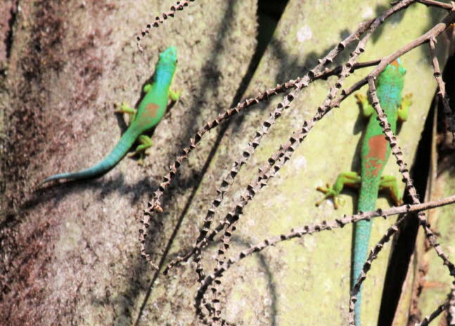 Groer Madagaskar-Taggecko: Madagaskar ist die Heimat von etwa der Hlfte der etwa 150 Chamleonarten der Welt. Diese kleinen bis mittelgroen Reptilien sind fr ihre Fhigkeit bekannt, ihre Farbe dramatisch zu ndern. Entgegen der landlufigen Meinung n