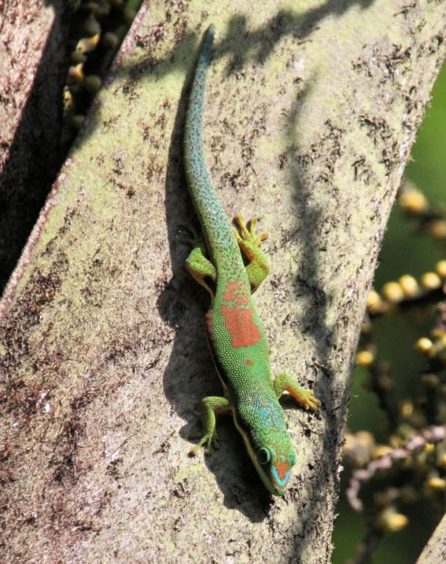 Groer Madagaskar-Taggecko 