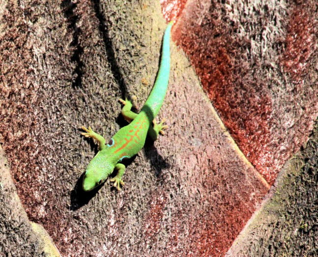 Groer Madagaskar-Taggecko 