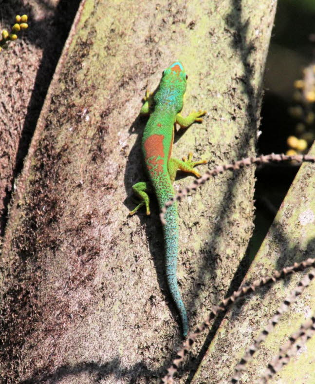 Groer Madagaskar-Taggecko