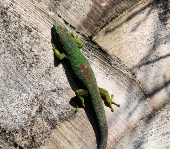 Groer Madagaskar-Taggecko