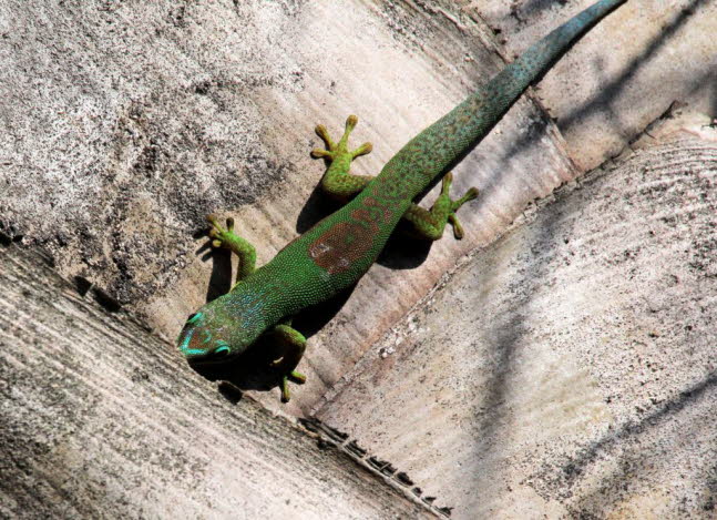 Groer Madagaskar-Taggecko