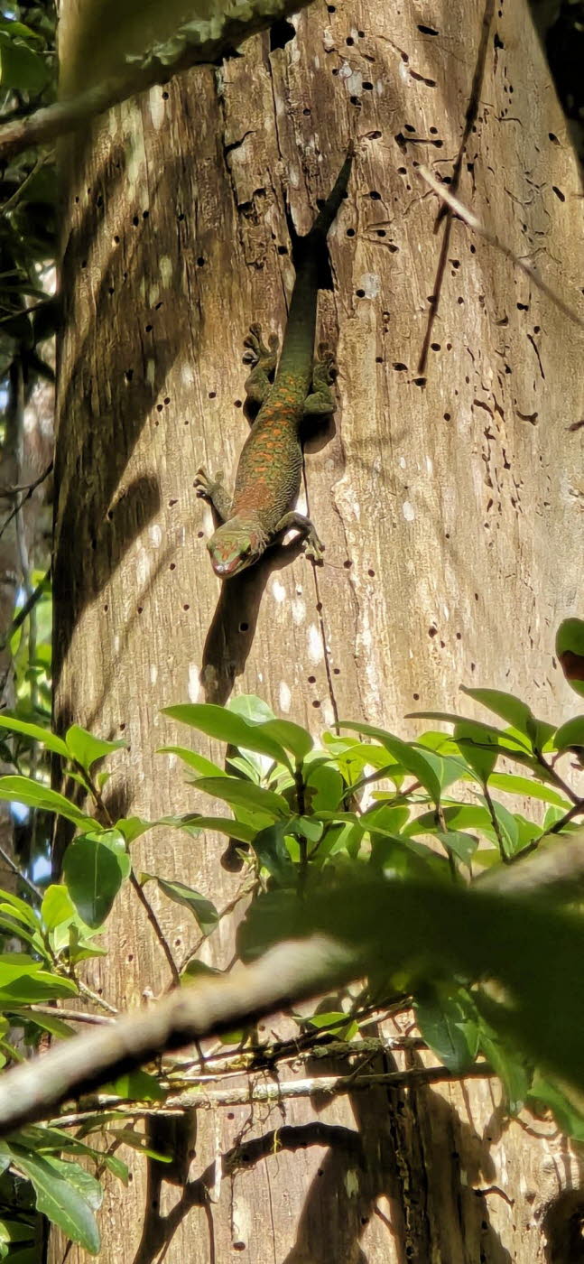 Querstreifen-Taggecko