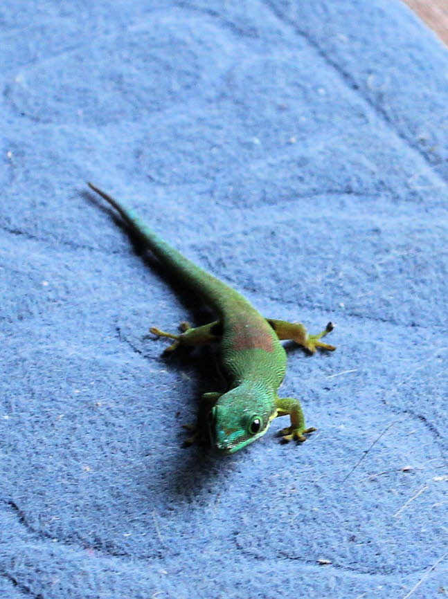 Der Goldstaub-Taggecko (Phelsuma laticauda, Syn.: Pachydactylus laticauda) ist eine tagaktive Geckoart. Sie ist im Norden Madagaskars und auf den Komoren beheimatet. Dieser Gecko bewohnt Bume und Huser.  Mit einer Kopf-Rumpf-Lnge von bis zu 5 cm zhlt 