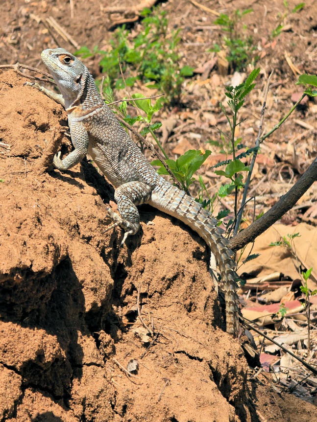 Groer Madagaskar Baumleguan