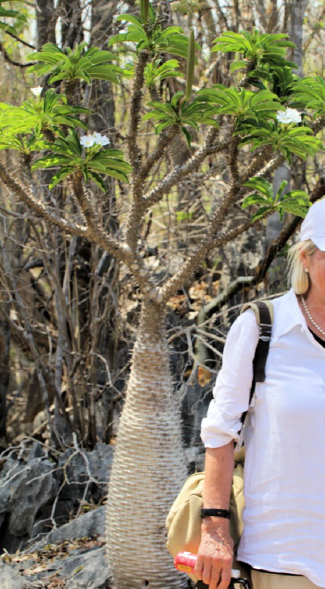 Flaschenbume oder Madagaskarpalmen:Pachypodium menabeum tritt nur in den Tsingy de Bemaraha auf, was nur einen kleinen Teil desselben Verbreitungsgebiets ausmacht. In der Tat wchst sie auf und unter den Tsingys. Es wurde nach dem Gebiet benannt, in dem 