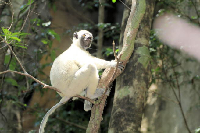 Sifaka Lemur, Tsingy de Bemaraha