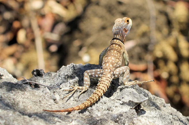 Madagaskar-Stachelschwanzleguan, Kugelechse, Kleiner Madagaskar-Baumleguan (D), Merrem's Madagascar swift, Madagascar swift (UK) Die Lnge des Madagaskar-Stachelschwanzleguans betrgt 25 cm. Der Krper hat eine Frbung, die von braun bis grau reicht und m