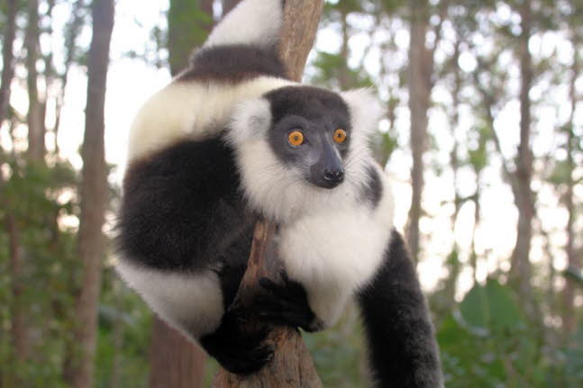 Gewhnlicher Maki Schwarzweier Vari (Varecia variegata): Der Indri ist der grte lebende Lemur. Der schwarz-weie Indri ist fr sein unheimliches Heulen bekannt, das ein bisschen wie der Gesang eines Buckelwals klingt. Der Indri ernhrt sich von Frchte