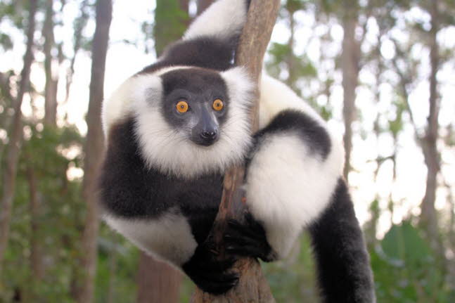 Indri