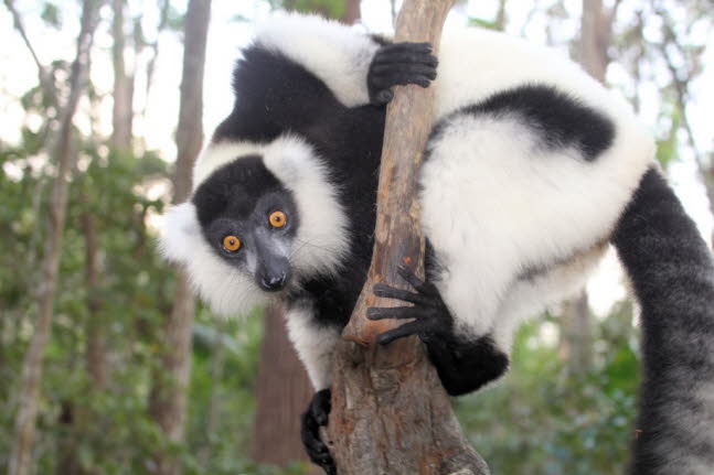 Indri: Der Schwanz der Gewhnlichen Makis hat eine Lnge von 32 bis 65 Zentimetern und die Kopfrumpflnge betrgt 24 bis 57 Zentimeter. Ihre Krpergewichte liegen zwischen 0,7 und 4 kg, aber die ausgestorbenen Pachylemur-Tiere waren etwas grer. Bei alle