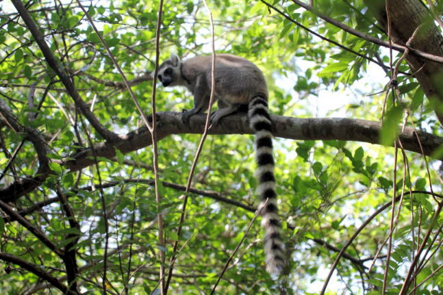 Katta: Der Katta ist der bekannteste Lemur. Kattas leben in den Trockenwldern im Sden und Westen Madagaskars, wo sie sich von Frchten, Blten, Blttern und Rinde ernhren. Kattas sind die am weitesten terrestrisch lebende Lemurenart und kommen in weibl