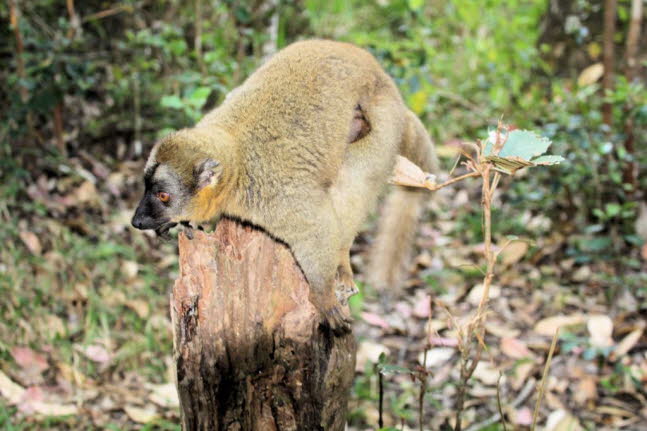 stlicher Bambus Lemur 