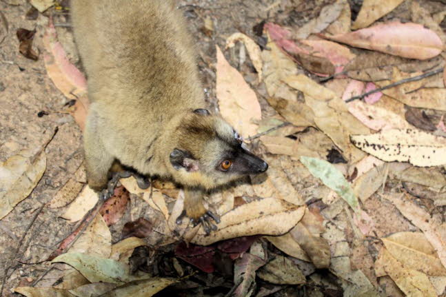 stlicher Bambus Lemur 