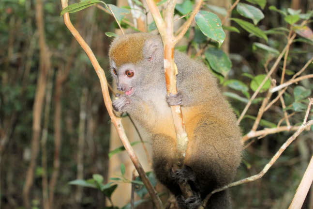 stlicher Bambus Lemur 