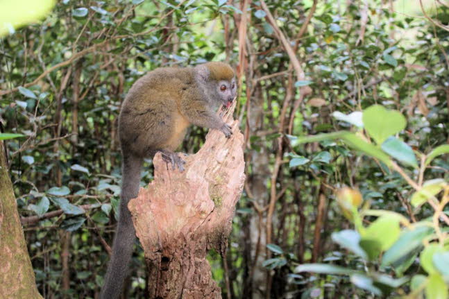 stlicher Bambus Lemur