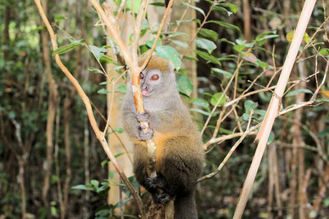 stlicher Bambus Lemur