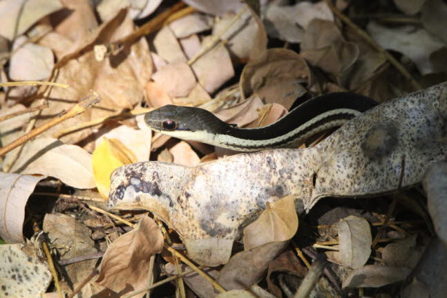  Alameda-Peitschenschlange: Madagaskar ist die Heimat von mehr als 80 Schlangenarten, von denen keine fr den Menschen wirklich gefhrlich ist. Auf der Insel gibt es keine Kreuzottern, Kobras, Mambas, Pythons oder Vipern  nur Boas und Nattern.  