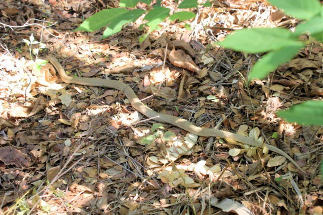 Coluber constrictor flaviventris 