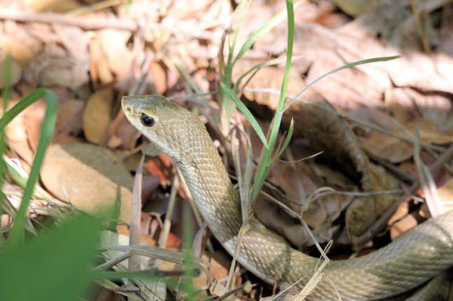 Coluber constrictor flaviventris 