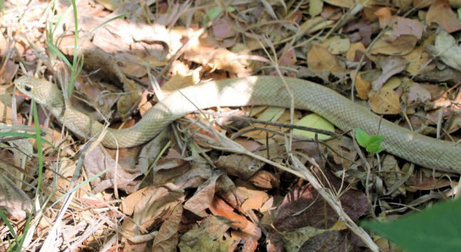 Coluber constrictor flaviventris 