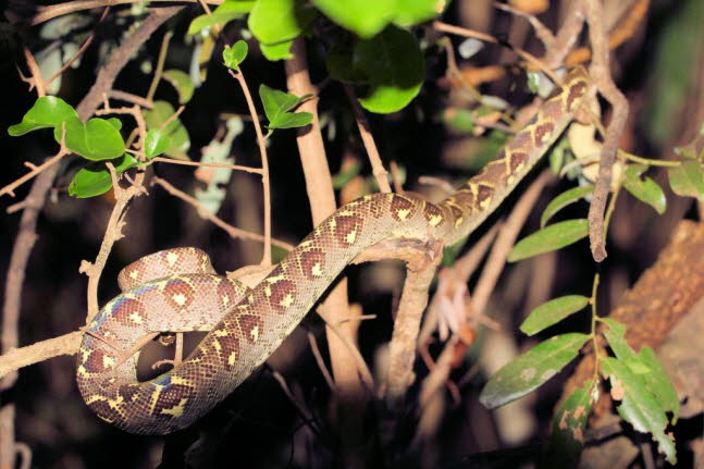 Madagaskar-Hundskopfboa