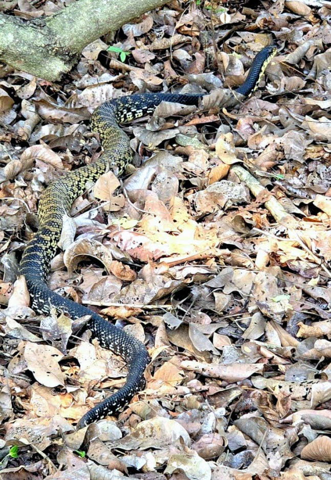 Menarana Schlange riesige madagassische Hognose madagassische riesige Hognose Schlange Leioheterodon Madagascariensis