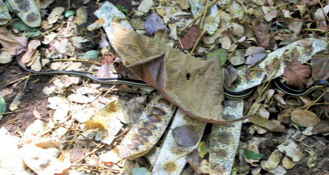 Thamnophis sauritus sauritus