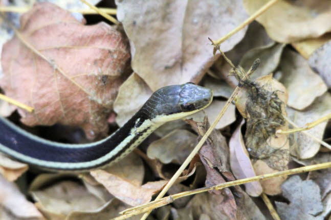 Thamnophis sauritus sauritus