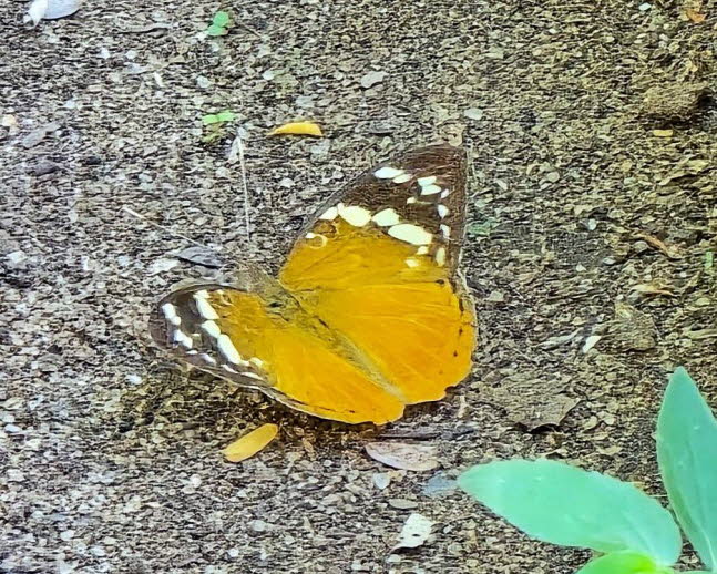 Schmetterling Bebearia mardania  Flgelspannweite 7  8 cm, von West- bis Ostafrika und Mosambik mit verschiedenen Unterarten