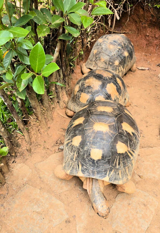 Strahlenschildkrte