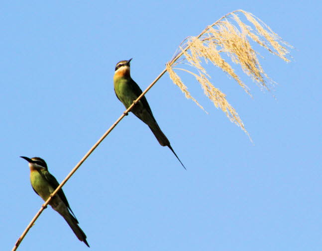 Der Madagaskarspint (Merops superciliosus) ist ein Vogel aus der Familie der Bienenfresser 