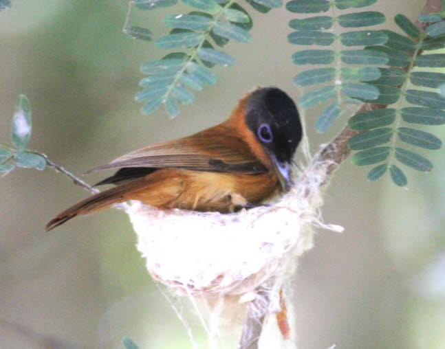 Weibchen Rotbrust-Paradiesschnpper: Obwohl das Fliegengewicht des Madagaskar-Paradiesschnppers (Terpsiphone mutata) nur 12 g betrgt  das entspricht etwa einem Esslffel Reis  ist er sicherlich einer der schnsten Vgel der Insel. Er kommt aus der Mon