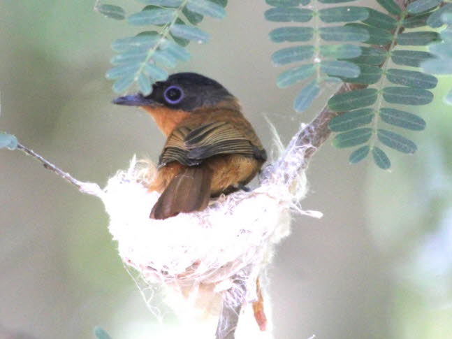 Madagaskar-Paradies-Fliegenfnger, Terpsiphone mutata, Andasibe-Mantadia Madagaskar : Das charakteristischste Kennzeichen der mnnlichen Paradiesschnpper ist der Sto mit den aufflligen Mittelfedern: Er kann bis zu 18 cm lang werden! Das gesamte Jahr b