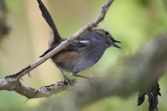 Madagaskardajal 