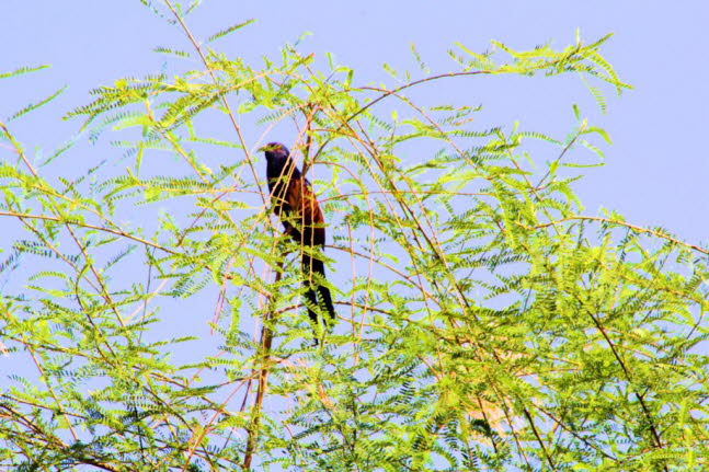 Tulukuckuck: Tulukuckuck: Der Tulukuckuck (Centropus toulou) gehrt zur Gattung der Spornkuckucke (Centropus). Er kommt in Madagaskar und Aldabra vor. Tulukuckucke haben eine Lnge von 40 bis 46 Zentimetern und wiegen bei Mnnern 117 bis 139 Gramm und bei