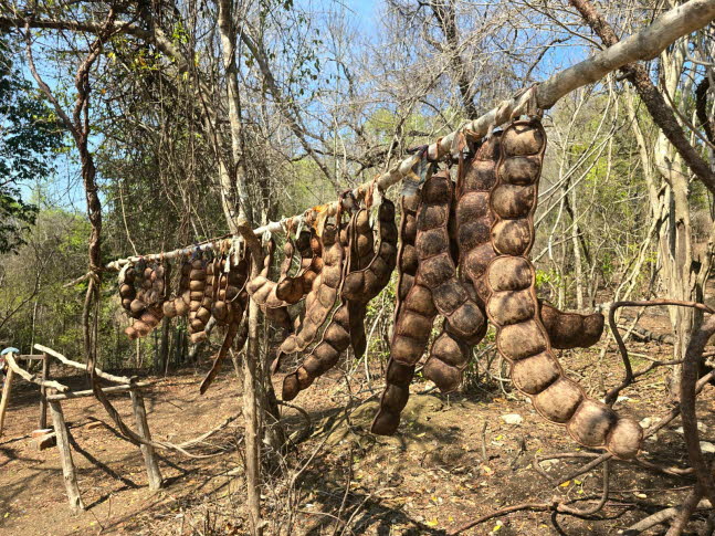 Frchte des Tamarinden Baums, Nationalpark Tsingy de Bemaraha, Madagaskar, Provinz Mahajanga, Afrika, UNESCO Weltnaturerbe:Frchte des Tamarinden Baums:So viele gute Eigenschaften haben Tamarinden, dass sie in den tropischen Grten der ganzen Welt erfolgr